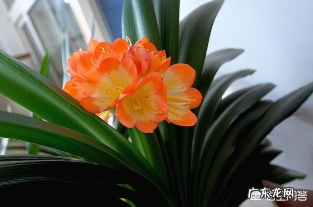 君子兰土壤湿度为多少时适合浇水?需要注意什么?