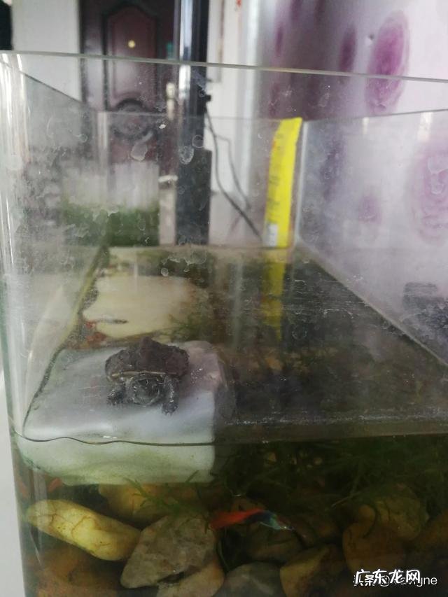 除了巴西龟，还有什么龟种可以养？