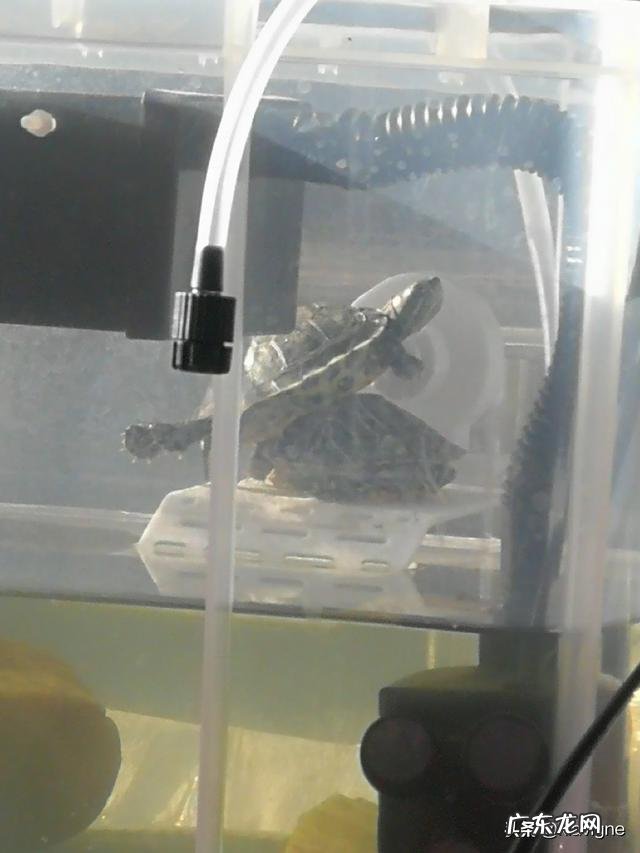 除了巴西龟，还有什么龟种可以养？