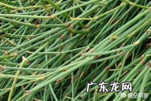 麻黄的功效是什么,有什么禁忌?