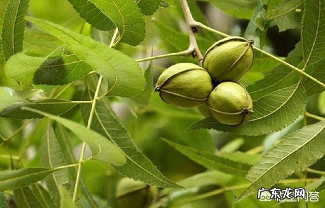 碧根果适合栽培的地区和气候环境分别是怎样的?如何栽培?