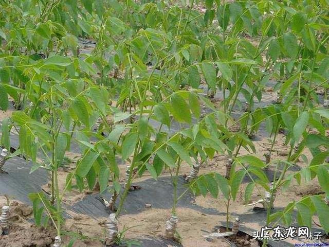 碧根果适合栽培的地区和气候环境分别是怎样的?如何栽培?