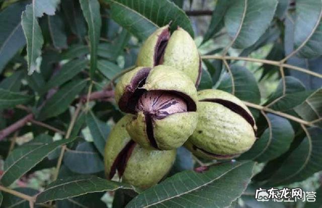 碧根果适合栽培的地区和气候环境分别是怎样的?如何栽培?