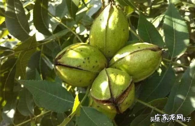 碧根果适合栽培的地区和气候环境分别是怎样的?如何栽培?