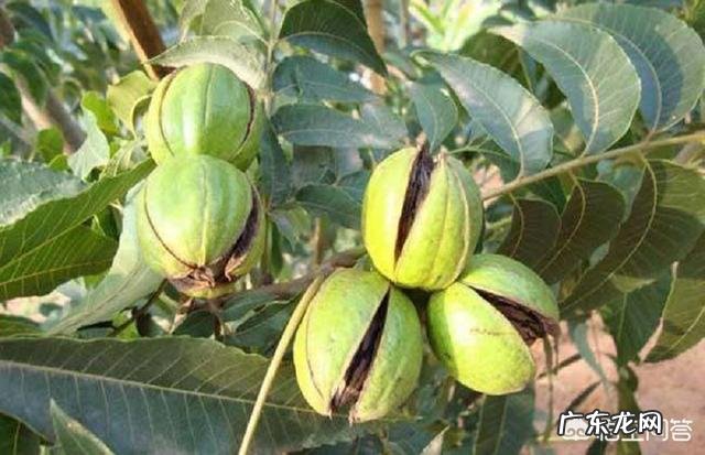 碧根果适合栽培的地区和气候环境分别是怎样的?如何栽培?