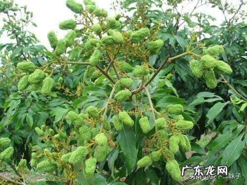 碧根果适合栽培的地区和气候环境分别是怎样的?如何栽培?