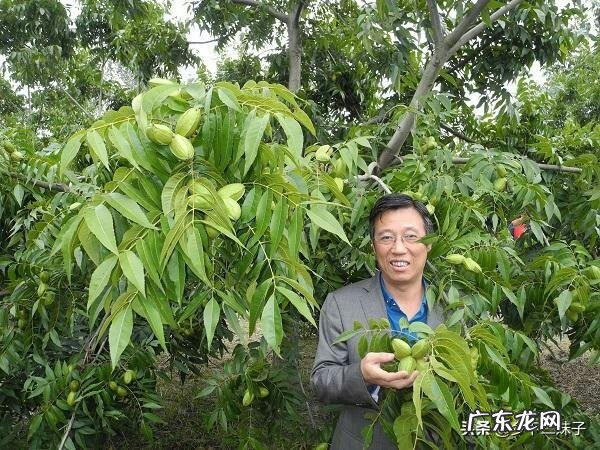 碧根果适合栽培的地区和气候环境分别是怎样的?如何栽培?