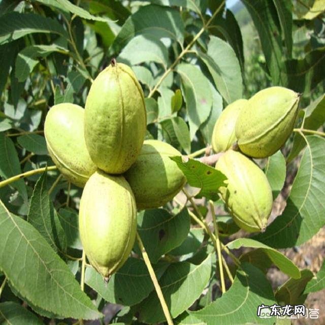 碧根果适合栽培的地区和气候环境分别是怎样的?如何栽培?