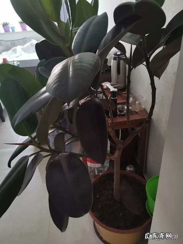 橡皮树怎么养啊?叶子掉了好多了?