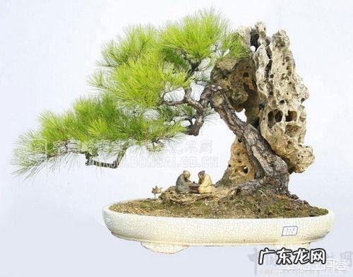 什么植物适合做盆景?