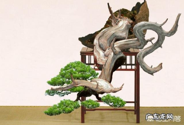 什么植物适合做盆景？