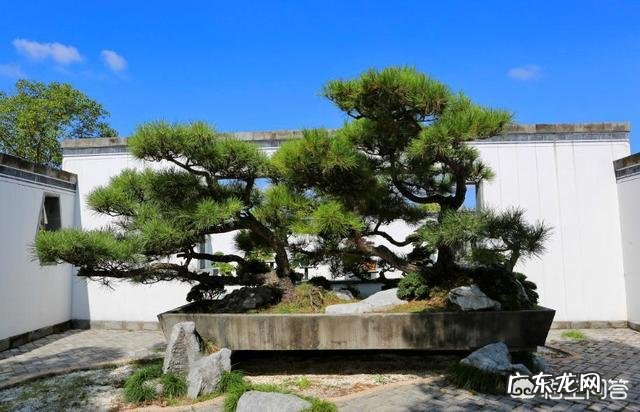 什么植物适合做盆景？