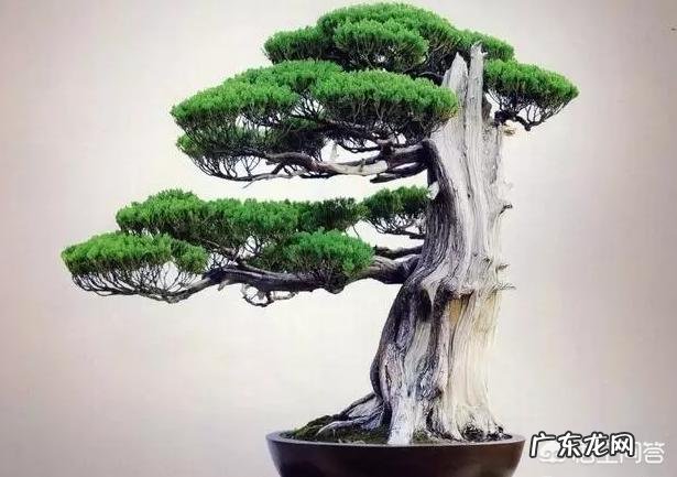 什么植物适合做盆景?