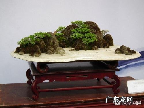 什么植物适合做盆景?