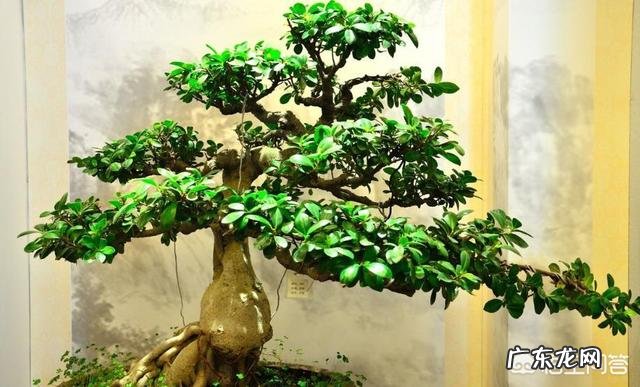 什么植物适合做盆景？