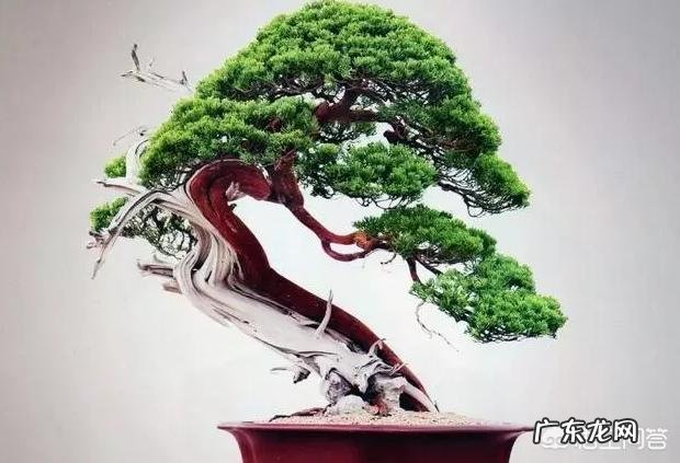 什么植物适合做盆景?