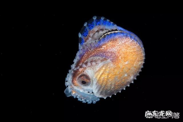 在地球上除了人类,智商最高的生物是什么?