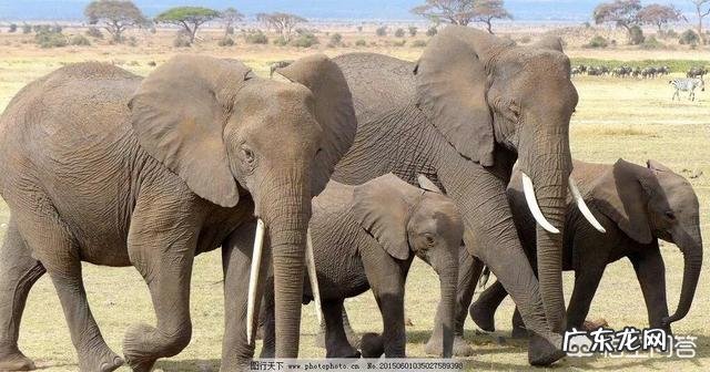 在地球上除了人类,智商最高的生物是什么?