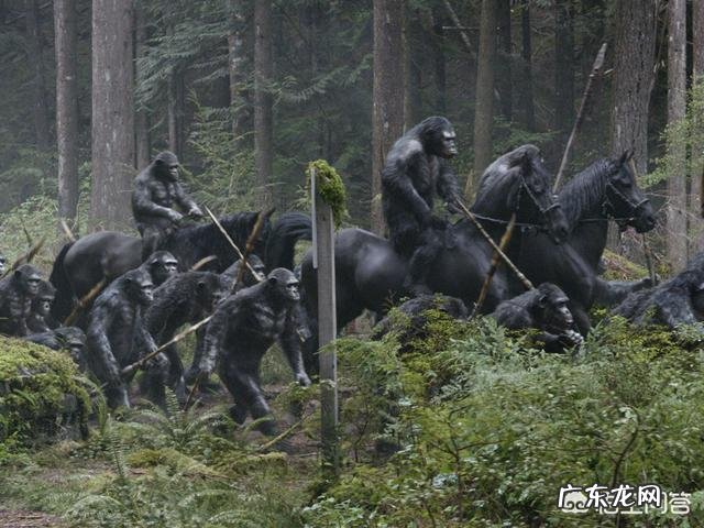 在地球上除了人类,智商最高的生物是什么?