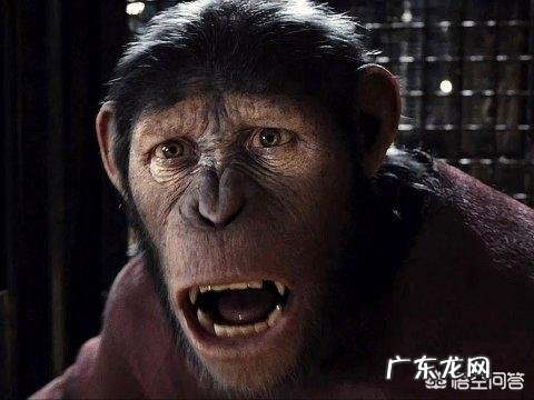 在地球上除了人类,智商最高的生物是什么?