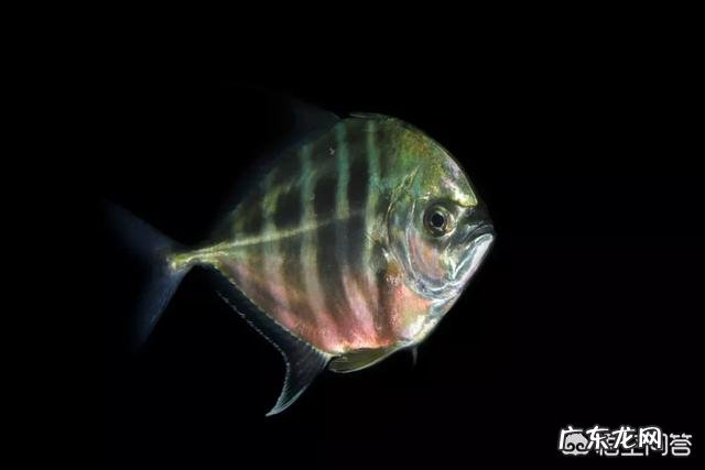 在地球上除了人类,智商最高的生物是什么?