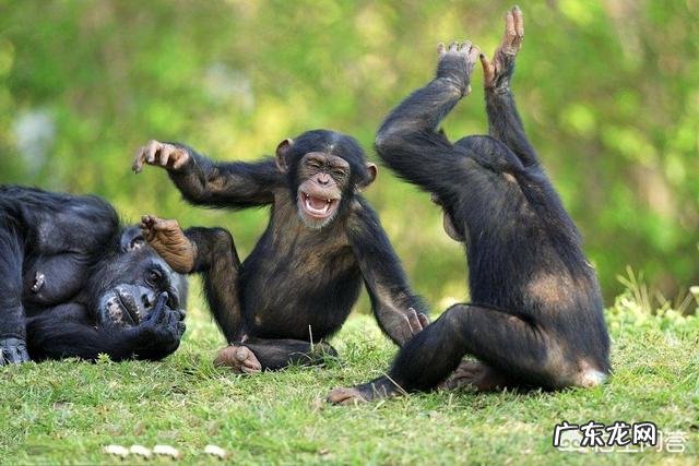 在地球上除了人类,智商最高的生物是什么?