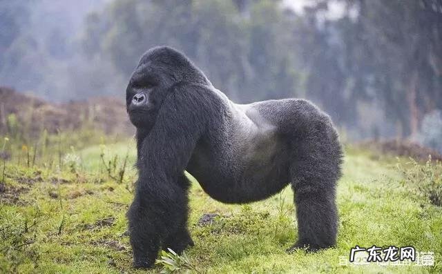 在地球上除了人类,智商最高的生物是什么?