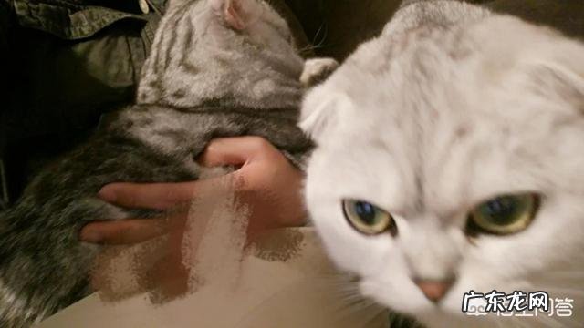 猫吸起来是什么味?