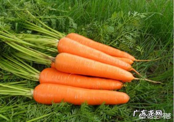 萝卜的功效有哪些?