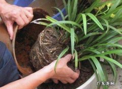 在家搞花卉养殖怎么样？