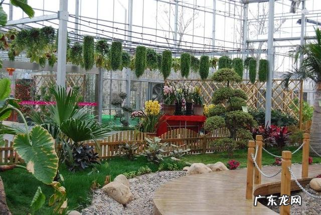 在家搞花卉养殖怎么样?