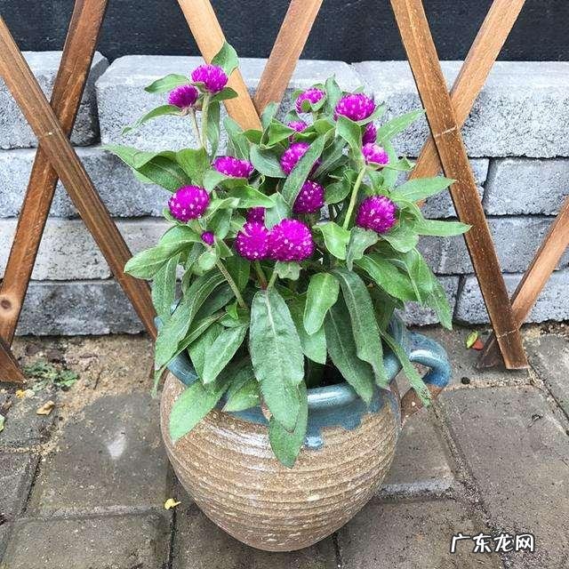 在家搞花卉养殖怎么样?