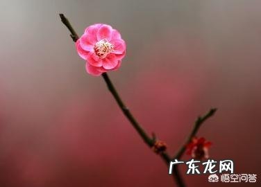 如何欣赏“众里寻他千百度。蓦然回首,那人却在,灯火阑珊处”?