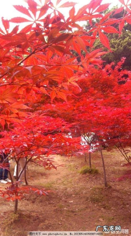徐徐春意阑珊处百花缭乱鸟自飞,下联怎么对?