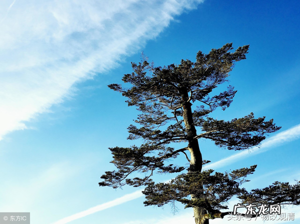 靠着大树不仅仅好乘凉,很可能会破财! 房子背靠大树好吗