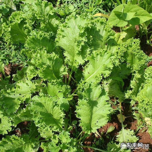 身体缺钙吃什么食物好？