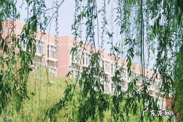 郑州大学2020录取分数线预测 郑州大学2020录取分数线表