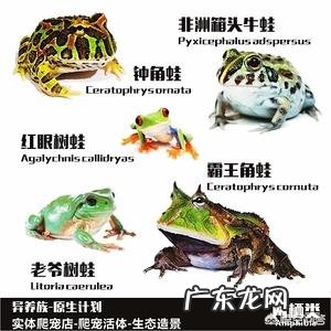 新手想养角蛙，都需要什么，土养好还是水养好？