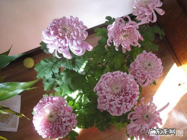 菊花养了好几年了,到了秋季就是不开花,怎么样才能够在秋季开出美丽的花?