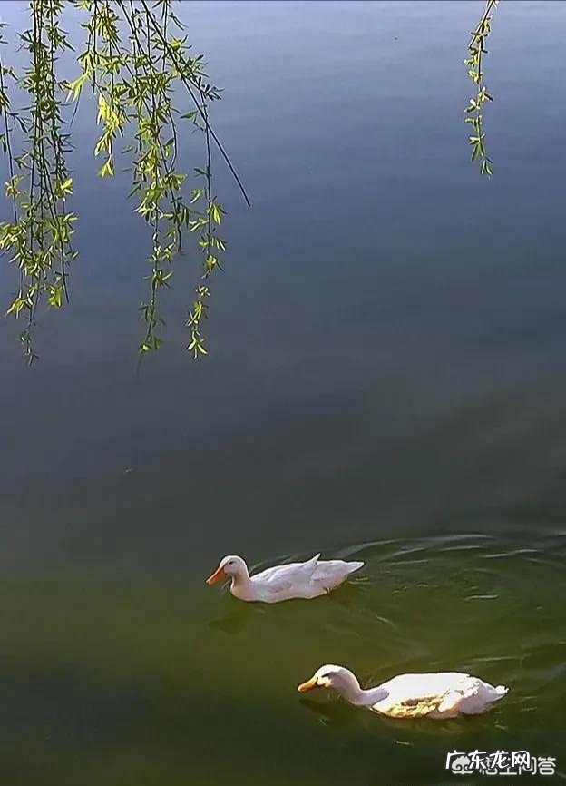 可以介绍和分享一下你家乡的春天美景么？