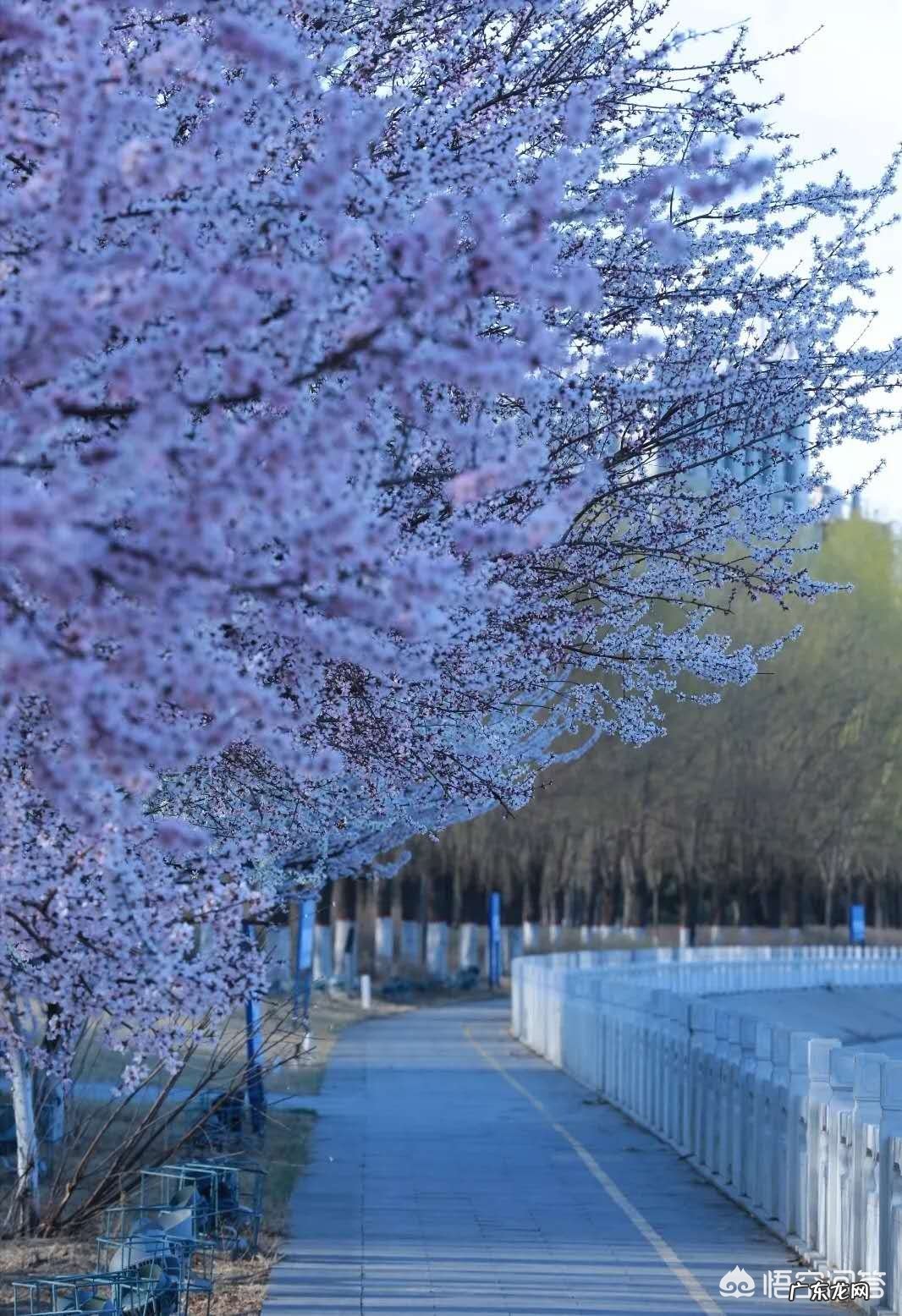 可以介绍和分享一下你家乡的春天美景么？