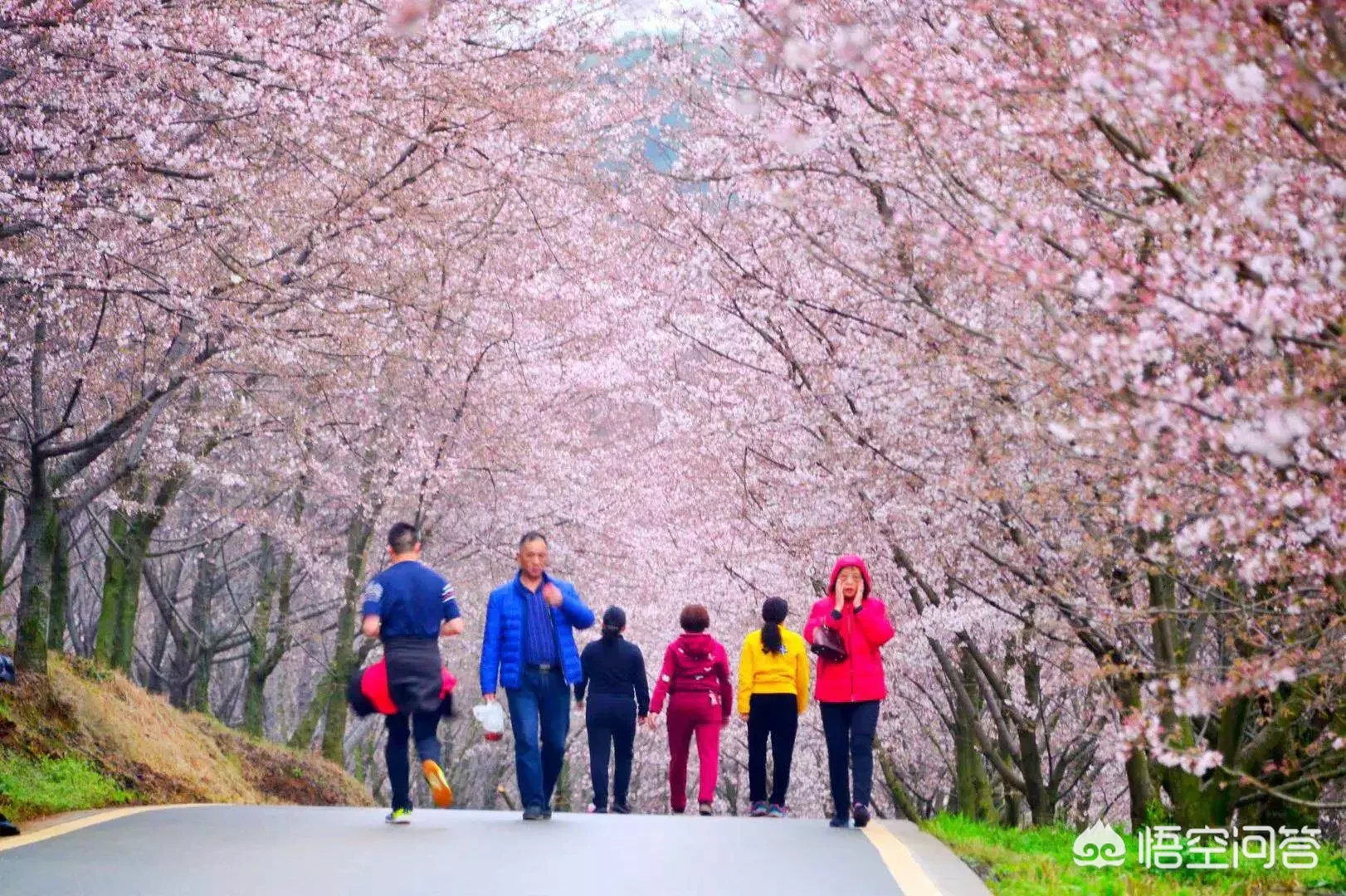 可以介绍和分享一下你家乡的春天美景么？