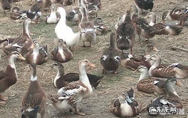 秋天气燥,鸭子煲什么汤最好?