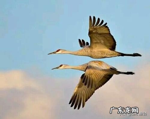 哪些诗人关于爱情的现代诗写得好?