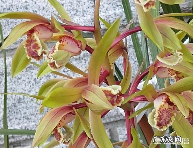 兰花上盆两周后最近老苗整苗由下而上发黄，叶片萎蔫，什么原因？