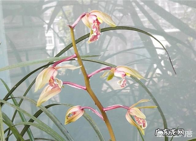 兰花上盆两周后最近老苗整苗由下而上发黄，叶片萎蔫，什么原因？