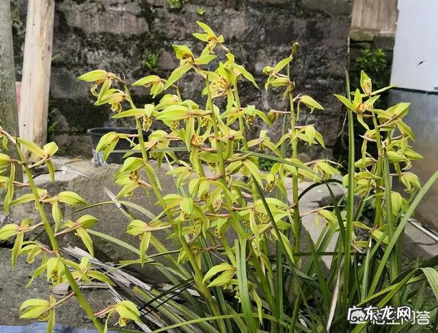 兰花上盆两周后最近老苗整苗由下而上发黄，叶片萎蔫，什么原因？