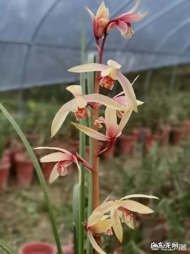 兰花上盆两周后最近老苗整苗由下而上发黄,叶片萎蔫,什么原因?