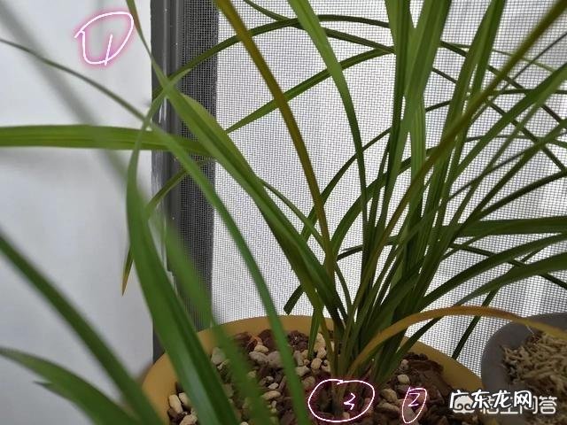 兰花上盆两周后最近老苗整苗由下而上发黄，叶片萎蔫，什么原因？