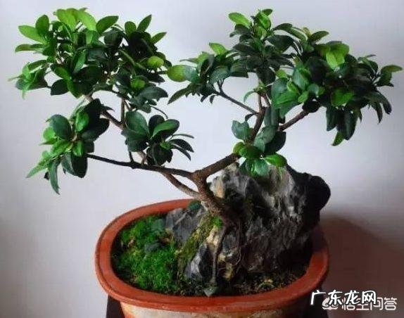 高山榕树叶子发黄掉落怎么办?